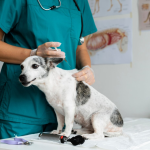 What Are The Important Benefits of The Veterinary Hospital