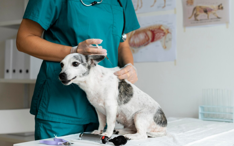 What Are The Important Benefits of The Veterinary Hospital